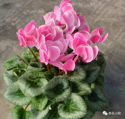 夏天来了剪剪叶，度度夏