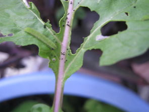 阳台上种什么菜既健康又不易长虫子呢？