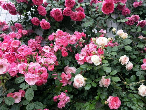 如何判断叶面肥的效果？