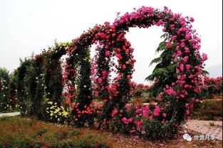 玫瑰月季，一家亲