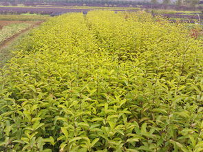 法国冬青的养护管理