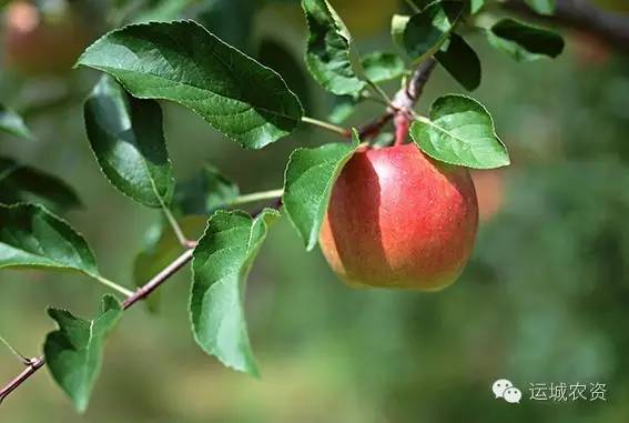 苹果树枯枝的痛楚