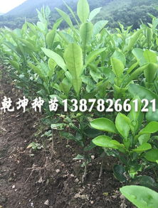 柚子树苗适合在春季的2-5月或秋季的9-10月种植