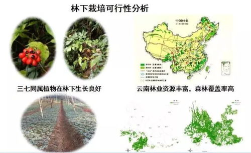 三七黑斑病：症状识别与科学防治