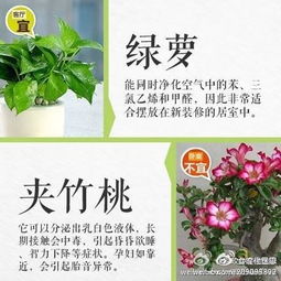美容养颜的植物品种，天然好物让我少走10年弯路！