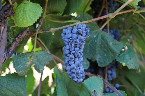 实战效果：双重保险， 炭疽病不再可怕