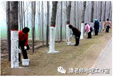 树木涂白，保护树木的秘密是什么