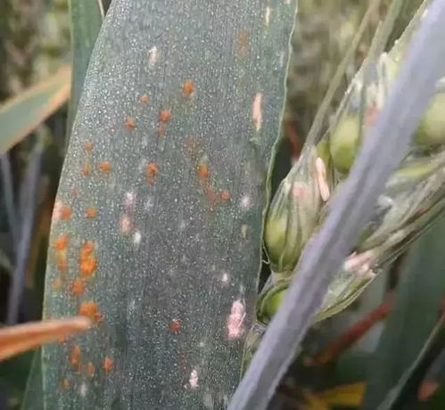 小麦叶锈病的那些事儿