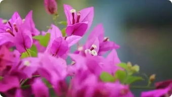 种植步骤要记牢