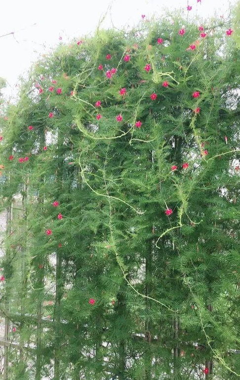 茑萝高效养殖指南：简单易行，轻松养出绿意盎然！