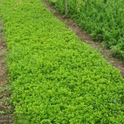 汉中苗木种植基地：苗木回收处理那些事儿