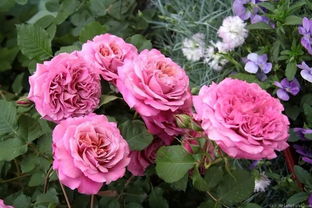 庭院里的月季种植：光照不足的挑战与解决之道