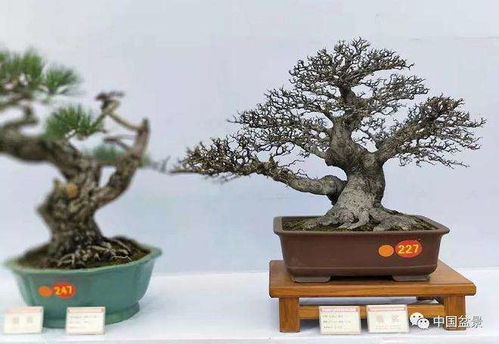 使用饼肥盆景施肥，如何确保肥效持久