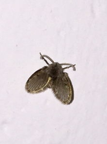 花土飞虫如何根除？