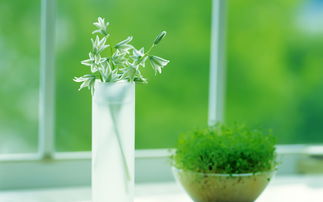 绿植的价值：空气净化， 陪伴成长