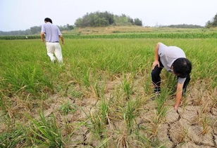 无尽夏叶子发蔫，常见于高温干旱或浇水不当