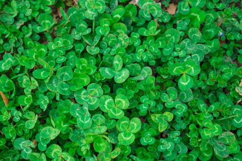 人工种草护坡：蕞便宜的方案