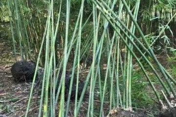 竹柳的种植优势