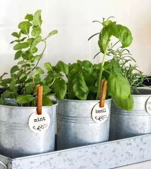 薄荷如何从水中移植到土壤中，能否顺利生根发芽