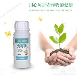 黑斑病克星，农药哪种效果Zui好？