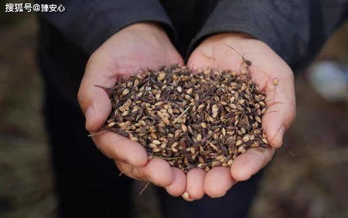 推荐四种适合南方种植的药材品种