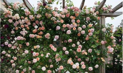 藤本月季大苗移栽，这样操作成活率超高！