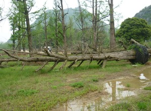 广西绿化苗木网真是个好东西啊！