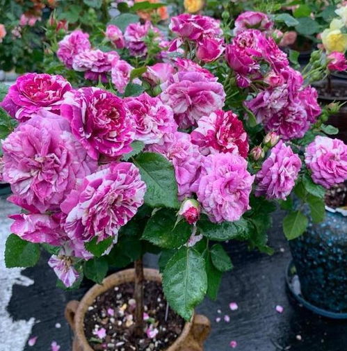 月季花的颜色之谜