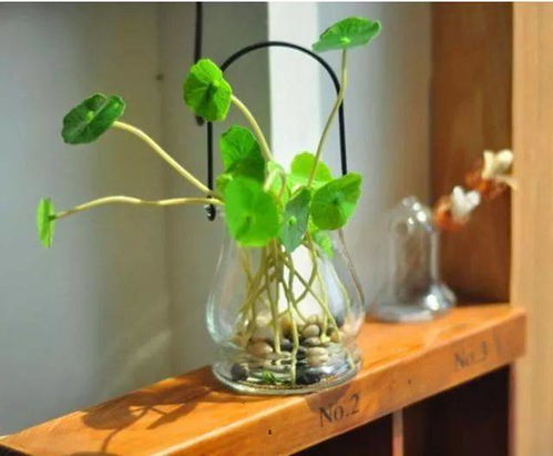 梗多水培植物推荐