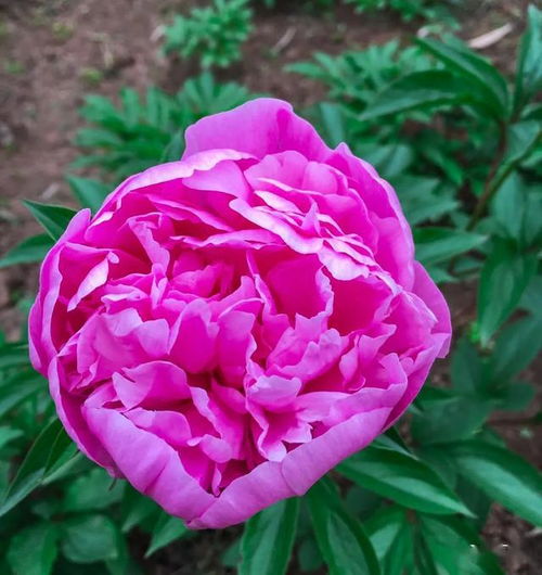 芍药花，花中皇后