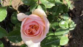 天山春色月季的花期之谜