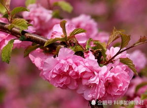 榆叶梅叶子发焦，是何原因导致