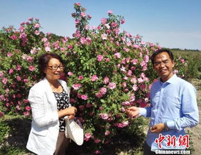 品种独特，别具一格