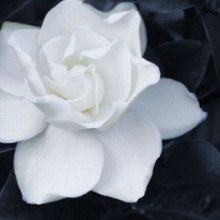 养护技巧：如何保持栀子花的价值？