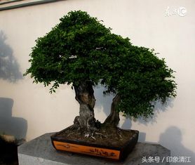 冬天阳台如何养树桩盆景？如何让树桩在寒冷中茁壮成长