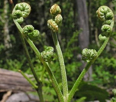 野菜，天然绿色食品
