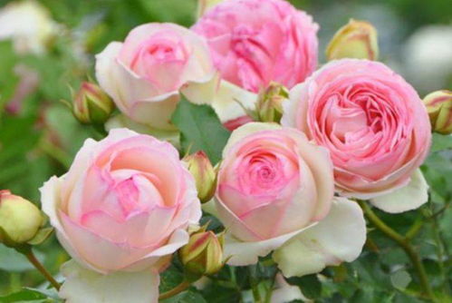 浇水量， 有讲究