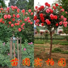 月季树桩盆景的培育之道