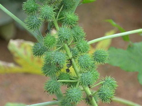 枫香树的主治功嫩：自然的良药