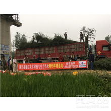 潢川：花木之乡的绿意盎然