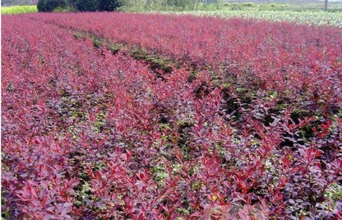 适应性强， 喜阳光也喜湿润