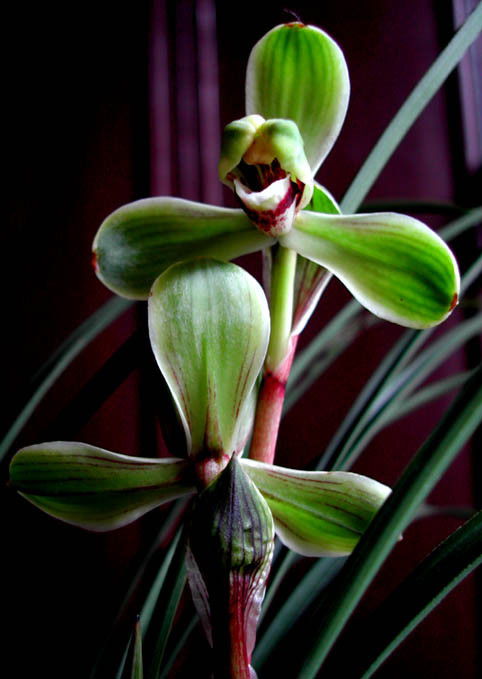 兰花养护入门：如何让兰花四季开花