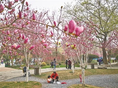 绿满商dou花绘郑州， 经纬广场玉兰文化展精彩纷呈