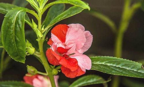 凤仙花种子哪种好？你最喜欢哪种颜色
