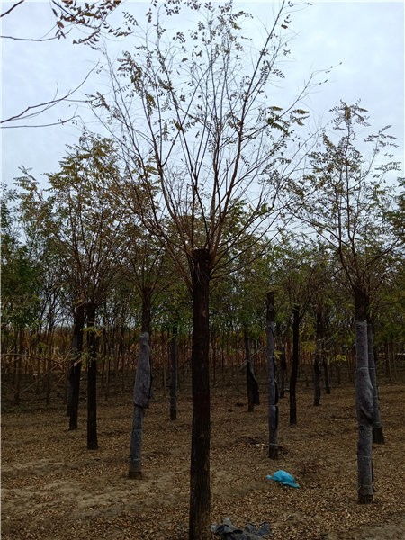 2. 10公分刺槐价格， 那可是不一般