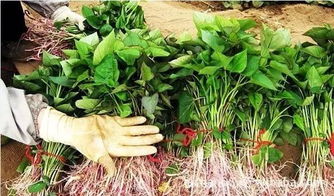 去年村里张叔挑了批细藤山芋苗， 秋收时挖出满地