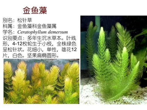 常见浮水植物有哪些？请介绍一下十种常见的浮水植物的特点和用途