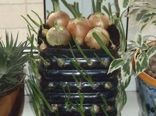 油桶种菜， 先得Zuo好准备