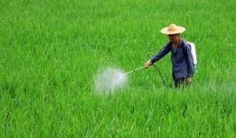 打农药除蚂蟥，效果如何？