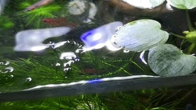 丰年虾鱼饲料中，丰年虾喂鱼的最佳方法和比例是怎样的？